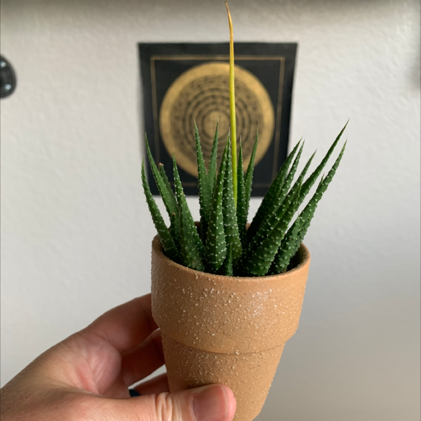 Zebra Plant plant photo by @TatianaMoss named Carter on Greg, the plant care app.