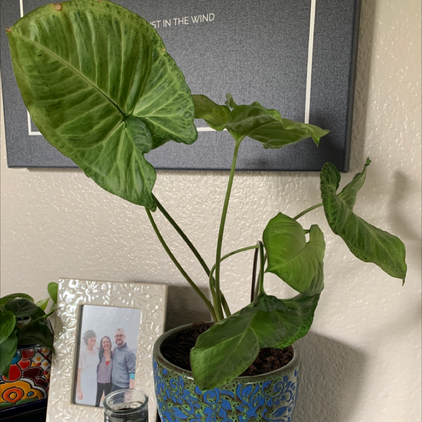 Red Heart plant photo by @TatianaMoss named Rama on Greg, the plant care app.