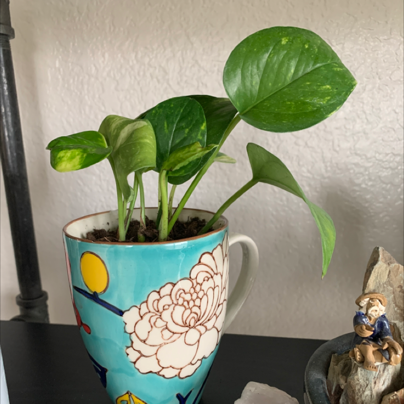 Taro Vine plant photo by @TatianaMoss named Ben on Greg, the plant care app.