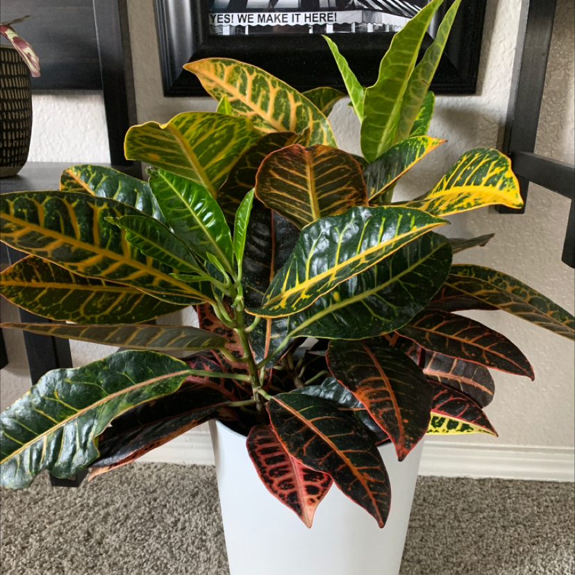 Gold Dust Croton plant photo by @TatianaMoss named Bernie on Greg, the plant care app.