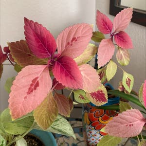 Coleus plant photo by @TatianaMoss named Bella on Greg, the plant care app.