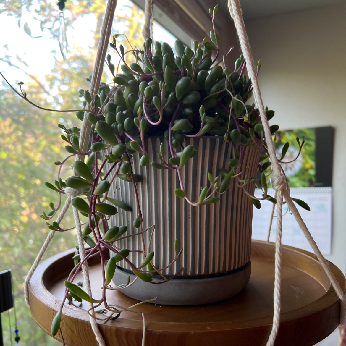 Hanging pot with a healthy 'ruby necklace' plant, vibrant green leaves and purple stems.