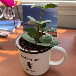 Peperomia 'Hope' plant in Denver, Colorado
