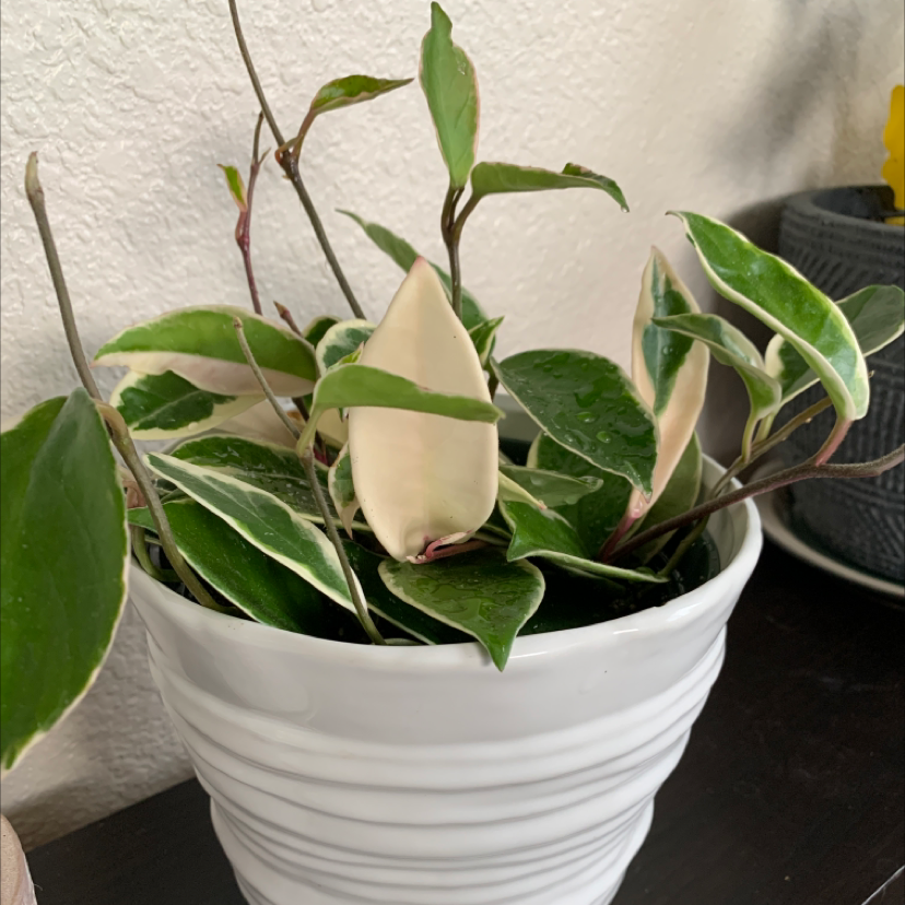 Photo of the plant species Variegated Hoya carnosa 'Compacta' by @TatianaMoss named Queen Elizabeth on Greg, the plant care app