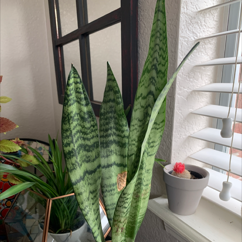 Snake Plant plant photo by @TatianaMoss named Pax on Greg, the plant care app.