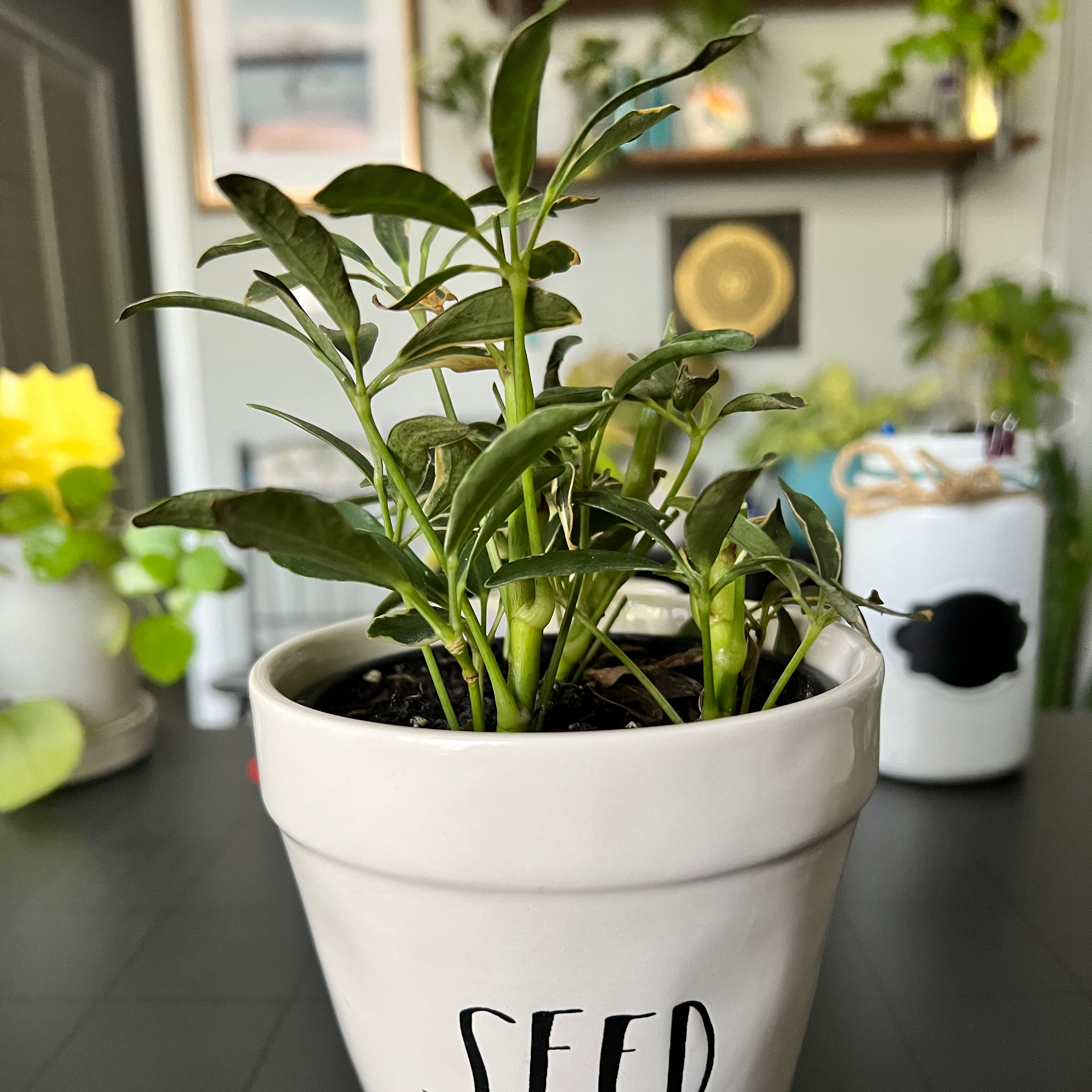 Variegated Dwarf Umbrella Tree in a white pot labeled 'SEED', healthy with no visible issues.