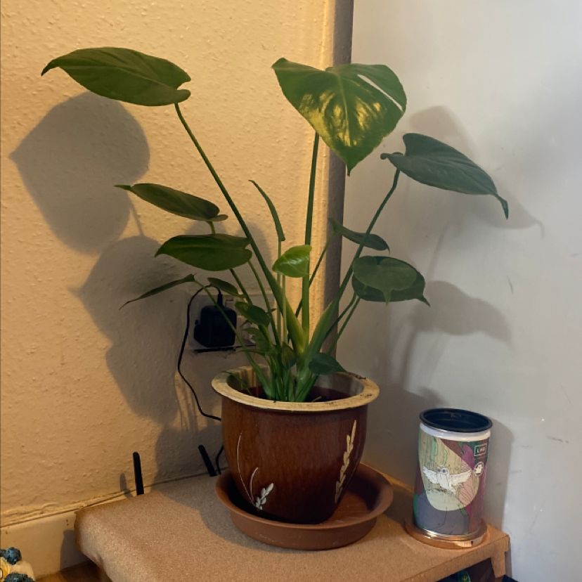 Monstera plant photo by @cltrigg1805 named motsy on Greg, the plant care app.