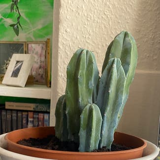 Blue Myrtle Cactus plant in Bristol, England