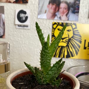 Tiger Tooth Aloe plant photo by @cltrigg1805 named spike on Greg, the plant care app.
