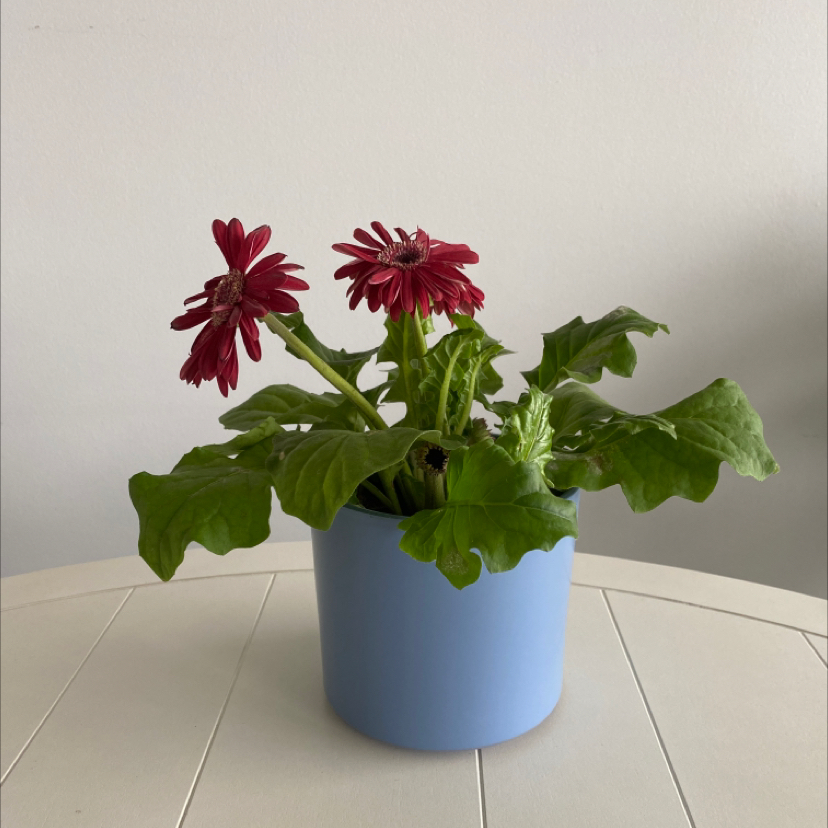 Gerbera plant in a blue pot with red flowers and green leaves on a white surface.