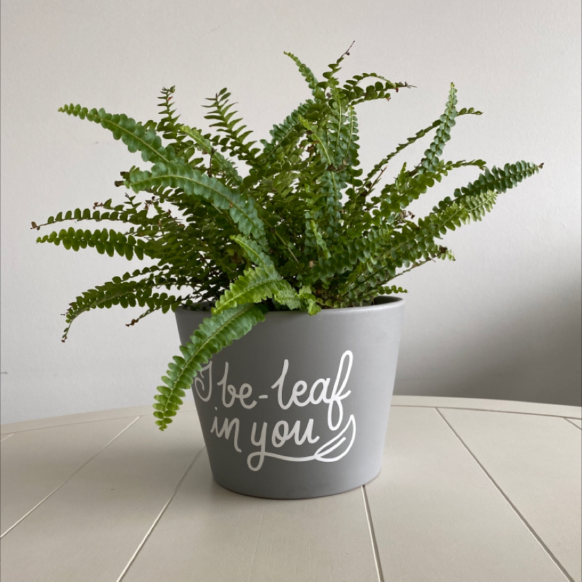 Common Lemon Button Fern Problems