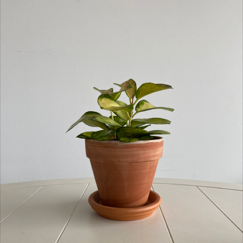 Potted Hoya 'Lisa' plant with some yellowing leaves on a white surface.