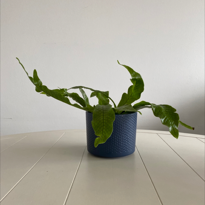 Crocodile Fern in a blue pot on a white surface, healthy green leaves.