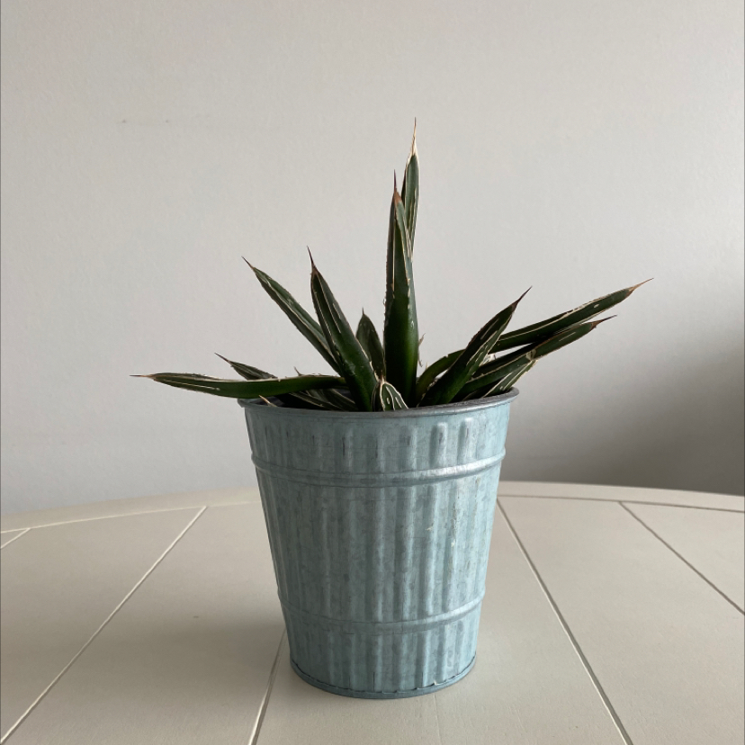 Healthy potted century plant with long blue-green serrated leaves in a teal ribbed container on a white wood surface.