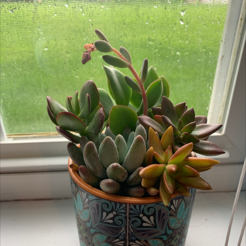Potted Sedum adolphi 'Golden Glow' succulent on a windowsill with slight leaf browning.