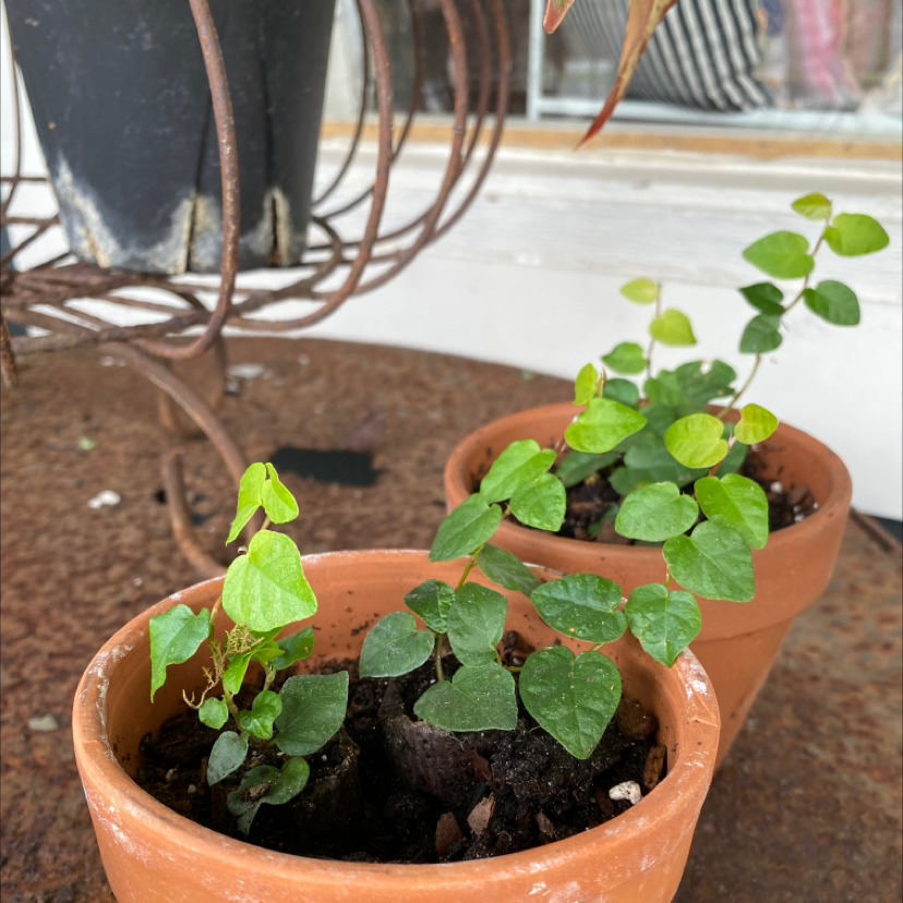 Healthy creeping fig plant with vibrant green heart-shaped leaves in a terracotta pot on an outdoor patio.