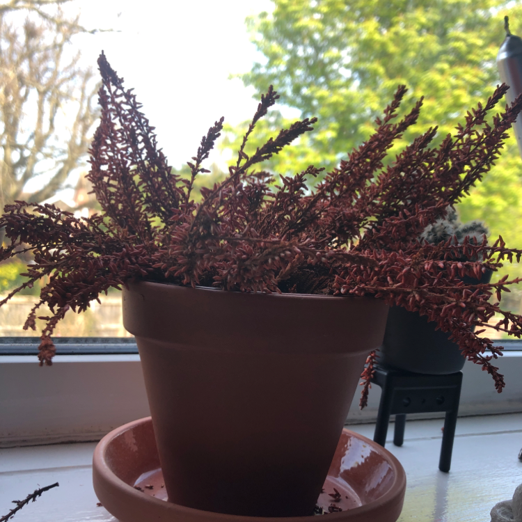 Photo of the plant species Heather by @meg666 named Lucille on Greg, the plant care app