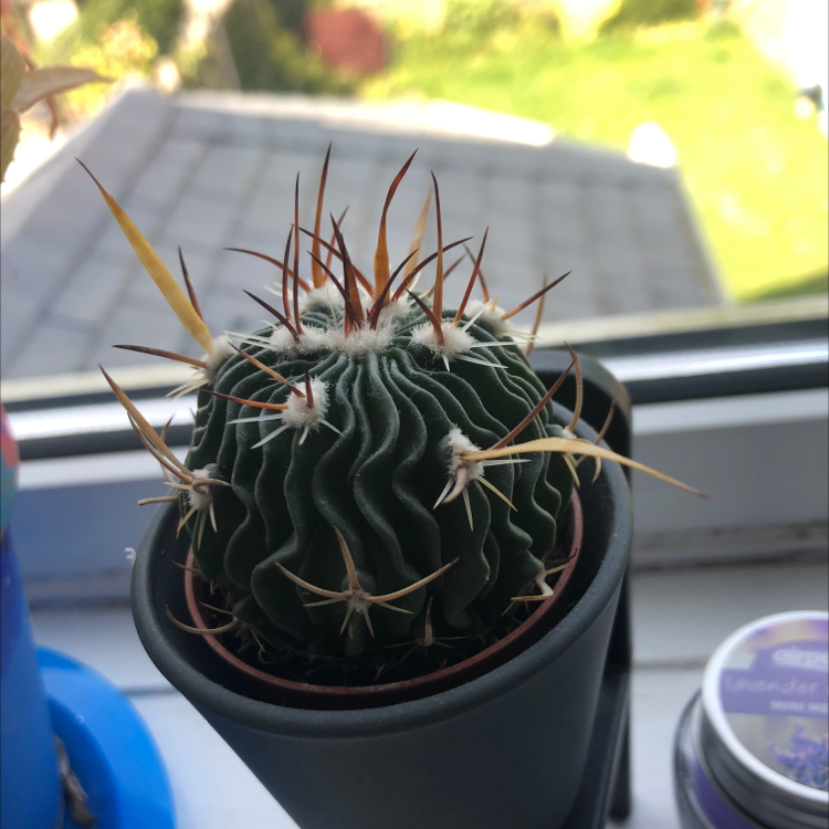 Photo of the plant species Giant Barrel Cactus by @meg666 named Ellana on Greg, the plant care app