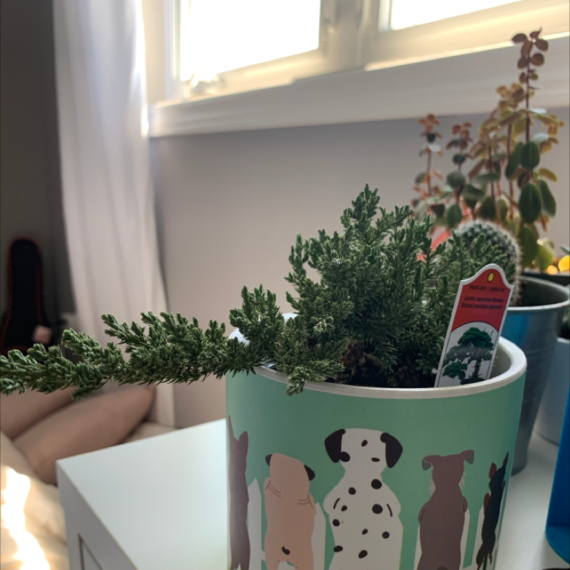 Potted American Juniper plant in a decorative pot with other plants in the background.