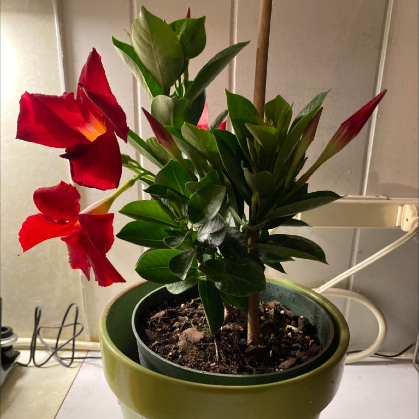 Brazilian Jasmine plant with red flowers and green leaves in a green pot.