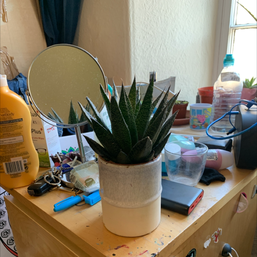 Short-Leaved Aloe plant in a white pot on a cluttered surface.