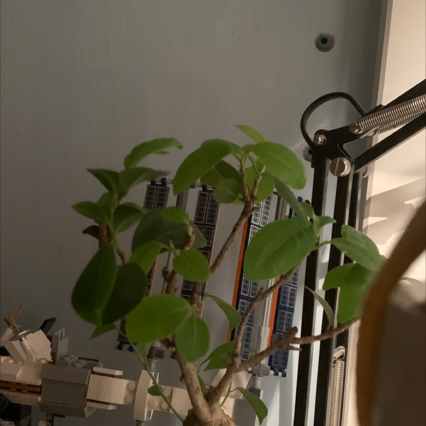 Ficus Ginseng plant photo by Ben named Keanu Leaves on Greg, the plant care app.