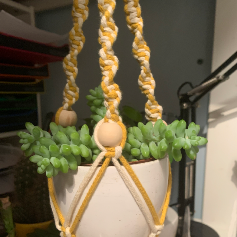 Burro's Tail plant photo by Ben named Bubbles on Greg, the plant care app.
