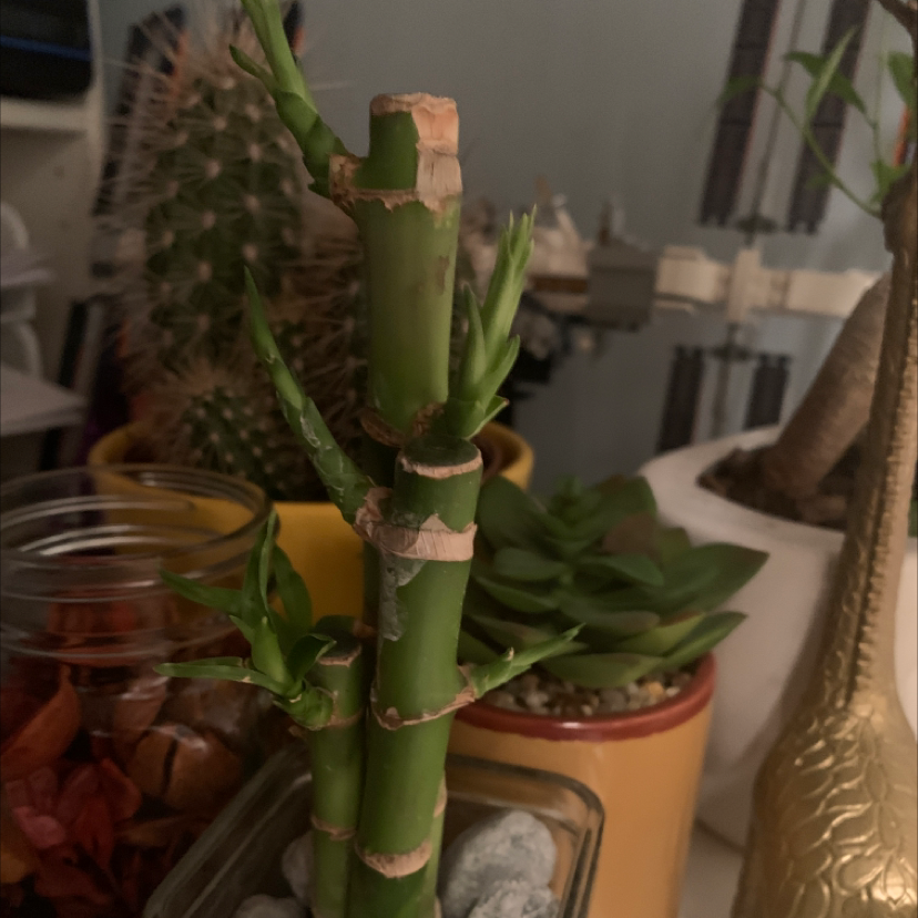 Lucky Bamboo plant photo by Ben named ChloroPhil on Greg, the plant care app.