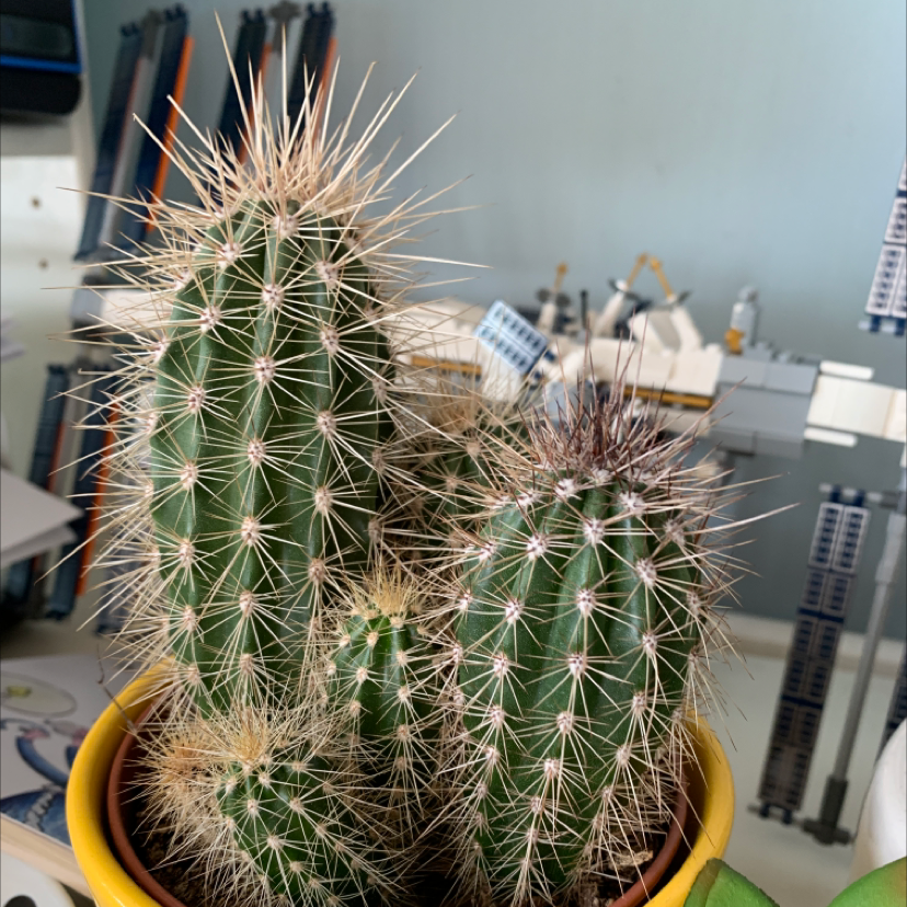 Kingcup Cactus in a yellow pot with multiple stems, well-framed and in focus.