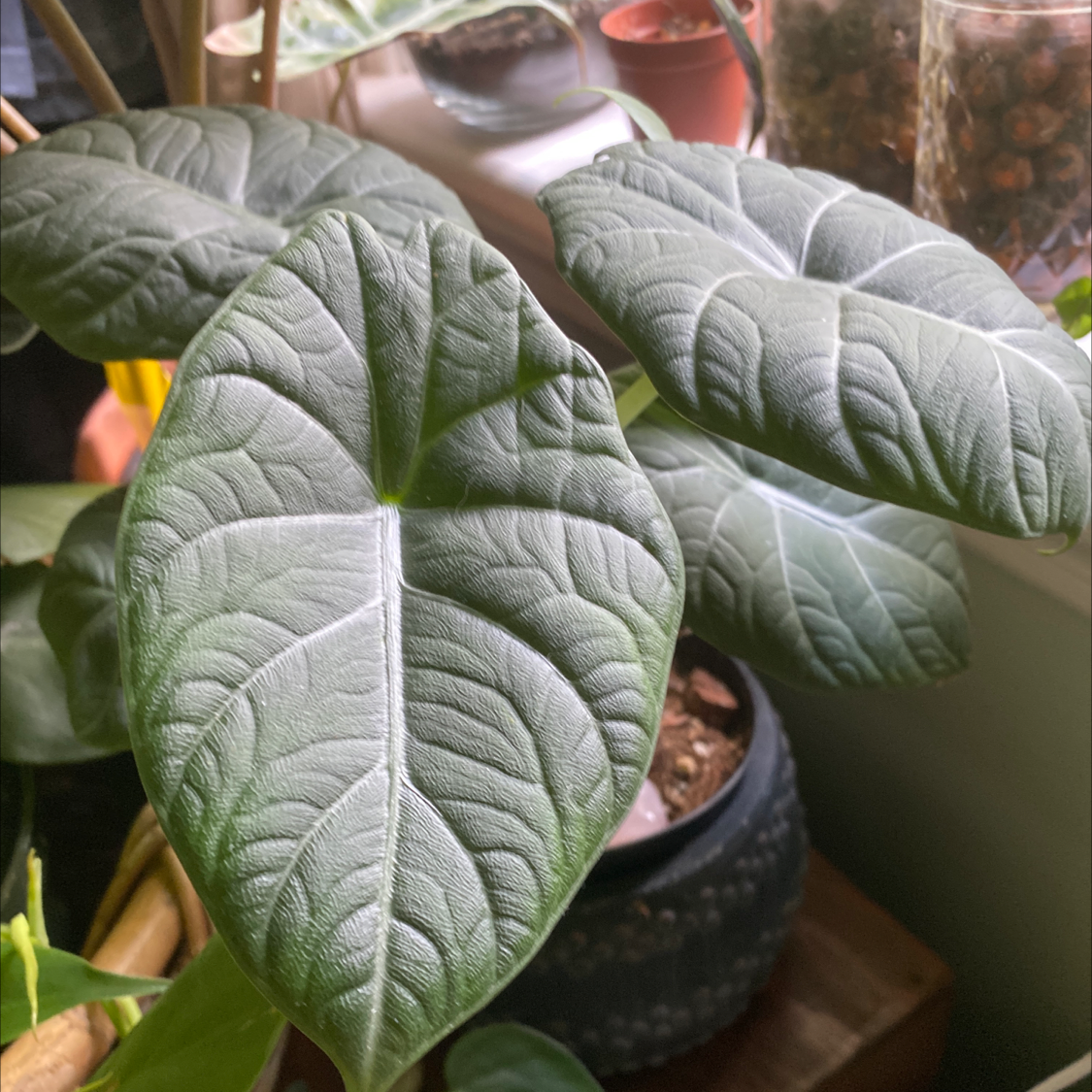 Alocasia 'Maharani' plant with large, textured green leaves in a pot.
