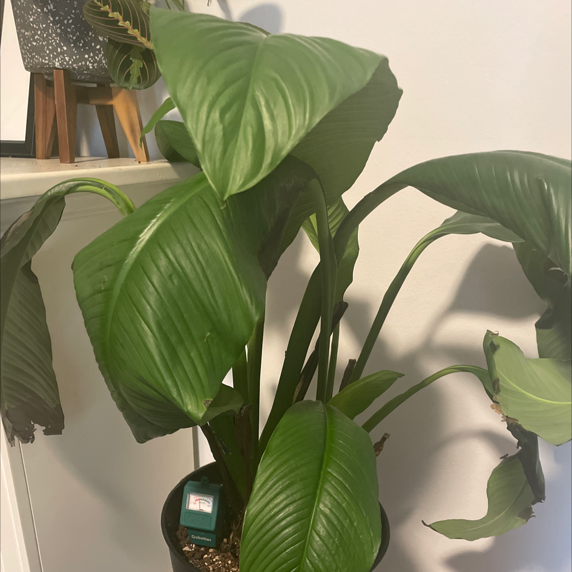 Peace Lily plant photo by @lremigio97 named Winnona on Greg, the plant care app.