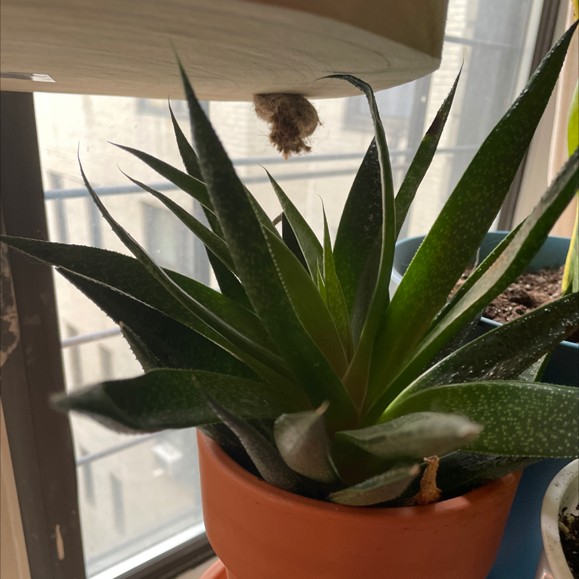 Zebra Plant plant photo by @lremigio97 named Harper on Greg, the plant care app.