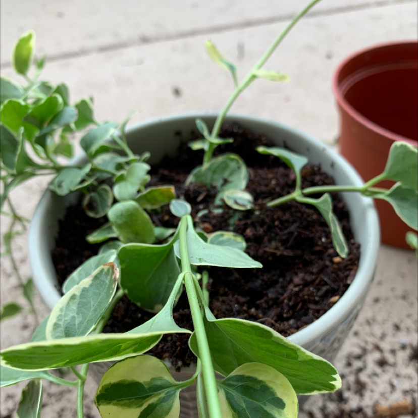 A young Greater Periwinkle plant in a small pot with healthy green leaves emerging from dark, moist soil.