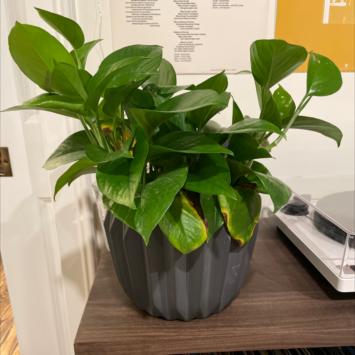 Taro Vine plant photo by @ayalamehrotra named Bernadette on Greg, the plant care app.