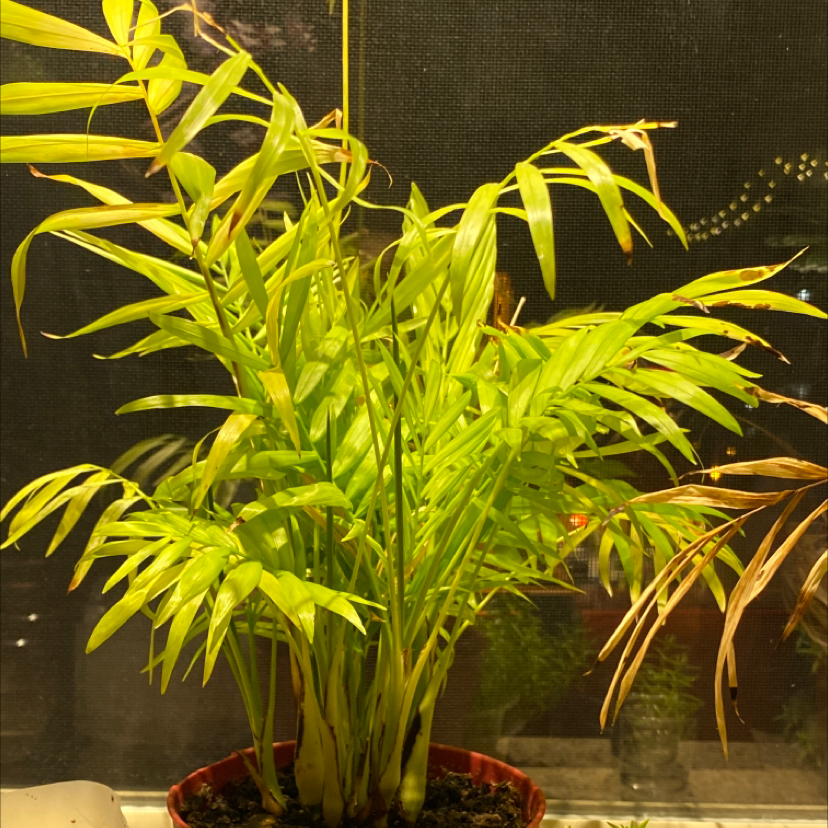 Healthy parlor palm plant with vibrant green feathery fronds emerging from multiple stems, well-established in its growing container.