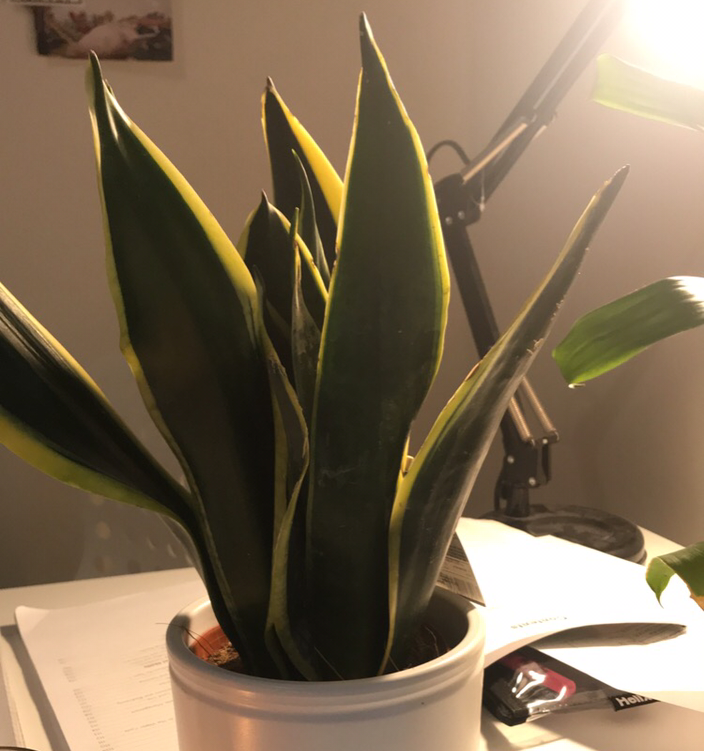 Snake Plant plant photo by @ew named Arnold Francis Greensworth on Greg, the plant care app.
