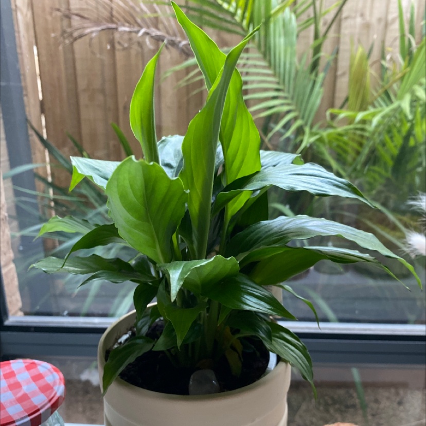 Peace Lily plant photo by @abbeywarren named Gillyweed on Greg, the plant care app.