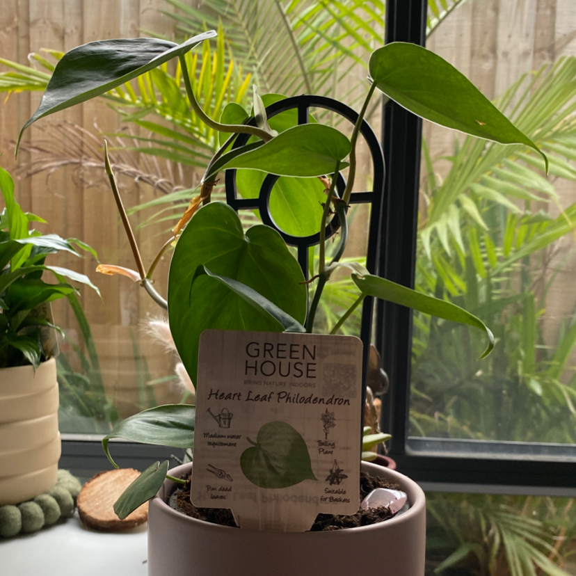 Philodendron Scandens plant photo by @abbeywarren named Aphrodite on Greg, the plant care app.