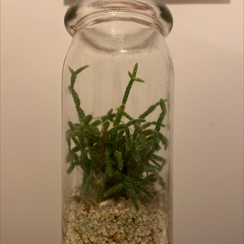 Hairy Stemmed Rhipsalis plant in a glass container with visible soil.