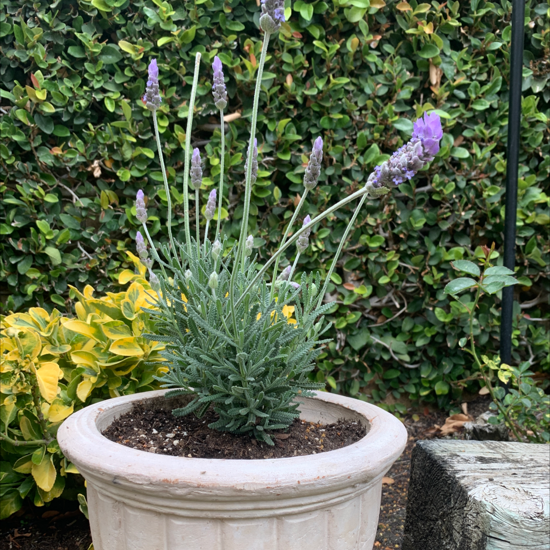Photo of the plant species French Lavender by @izrose named Kanye on Greg, the plant care app