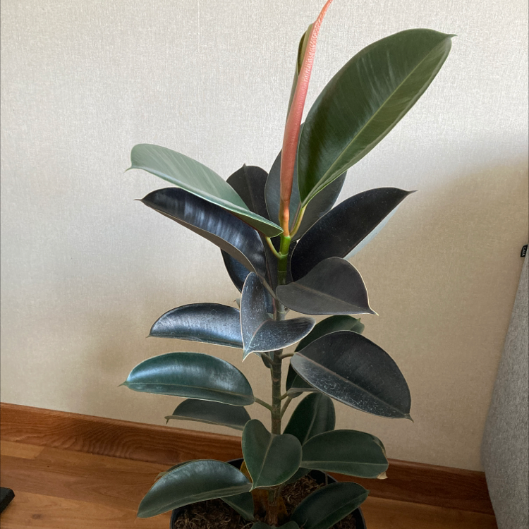 Rubber Plant plant photo by @Racurly named Sully on Greg, the plant care app.
