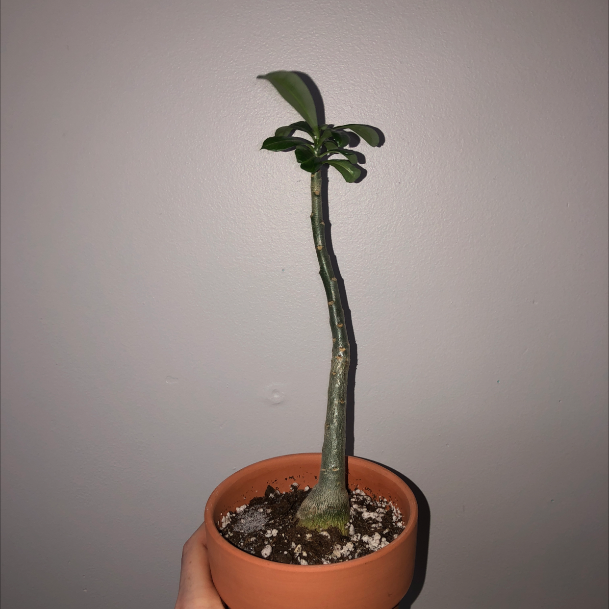 Desert Rose Plant plant photo by @saraaa named Marley on Greg, the plant care app.