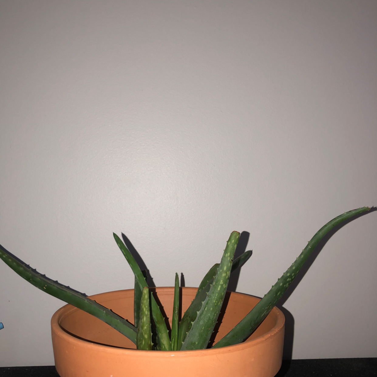 Aloe vera plant photo by @saraaa named Zeus on Greg, the plant care app.