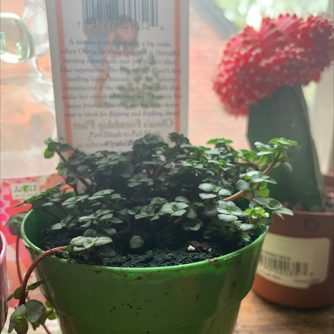 Photo of the plant species Pilea 'Aquamarine' by @succulentz named Penelope on Greg, the plant care app