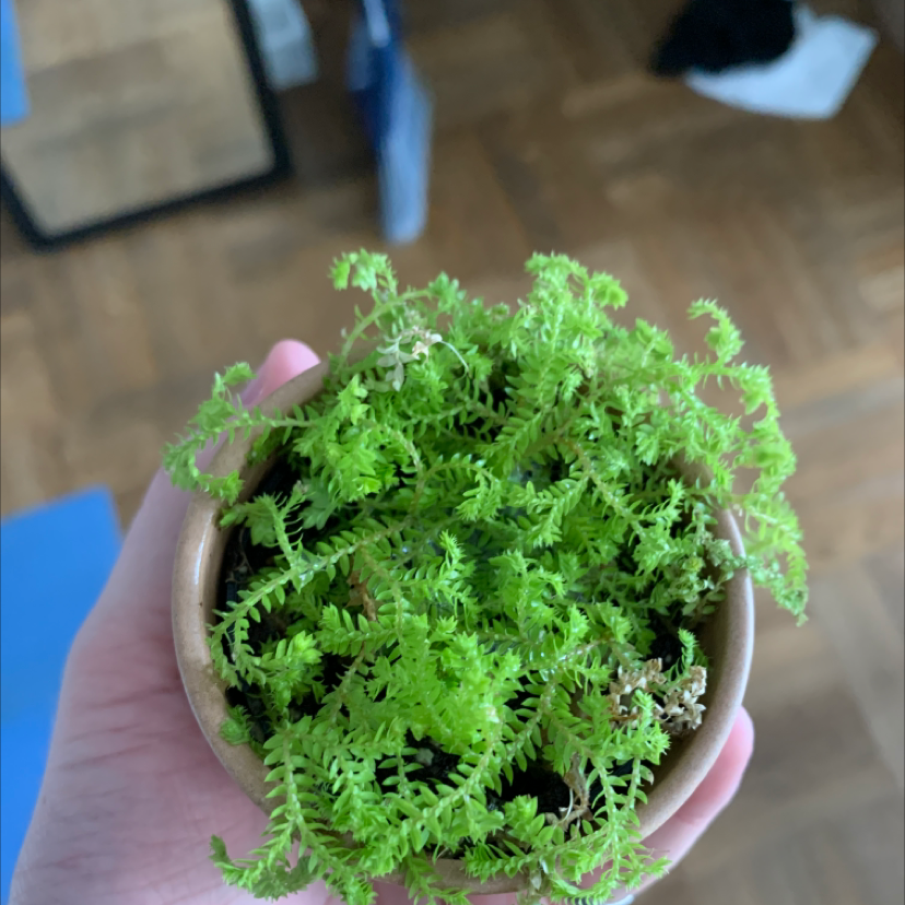 Potted Delicate Thuidium Moss held in hand, vibrant and healthy.