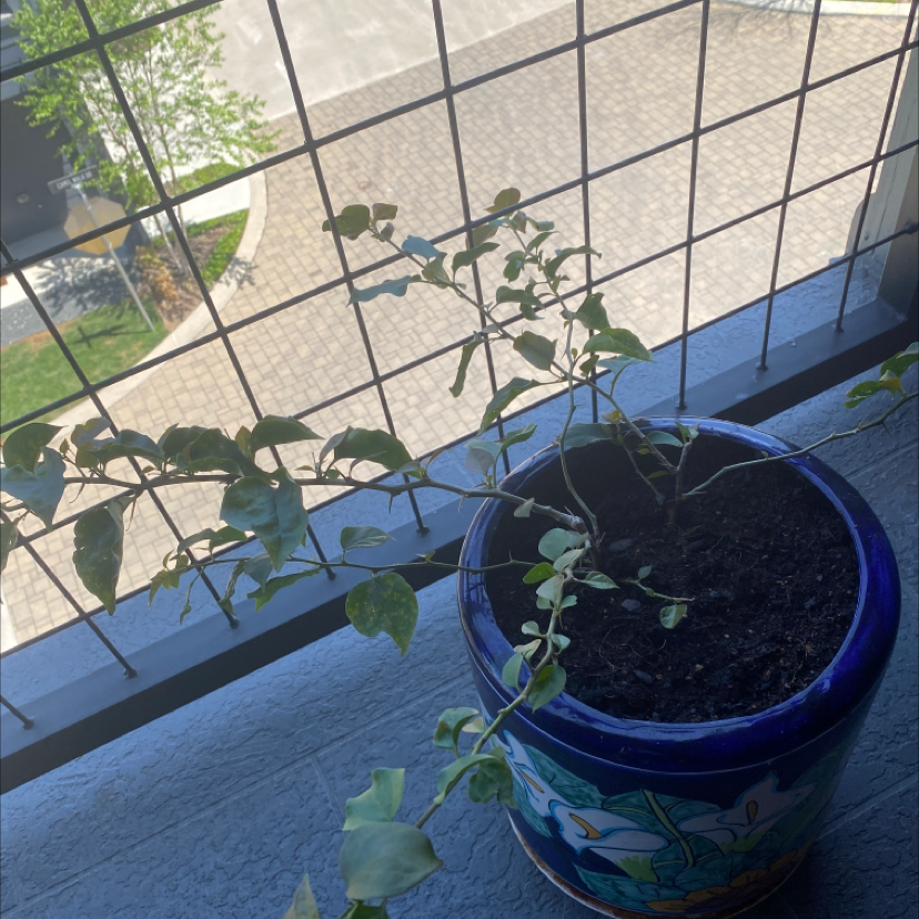 Potted Bougainvillea plant with sparse foliage and some leaf discoloration on a windowsill.
