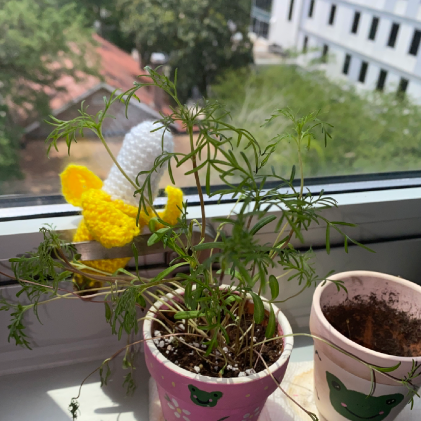 Garden Cosmos plant in a pot on a windowsill, showing slight yellowing and browning of leaves.