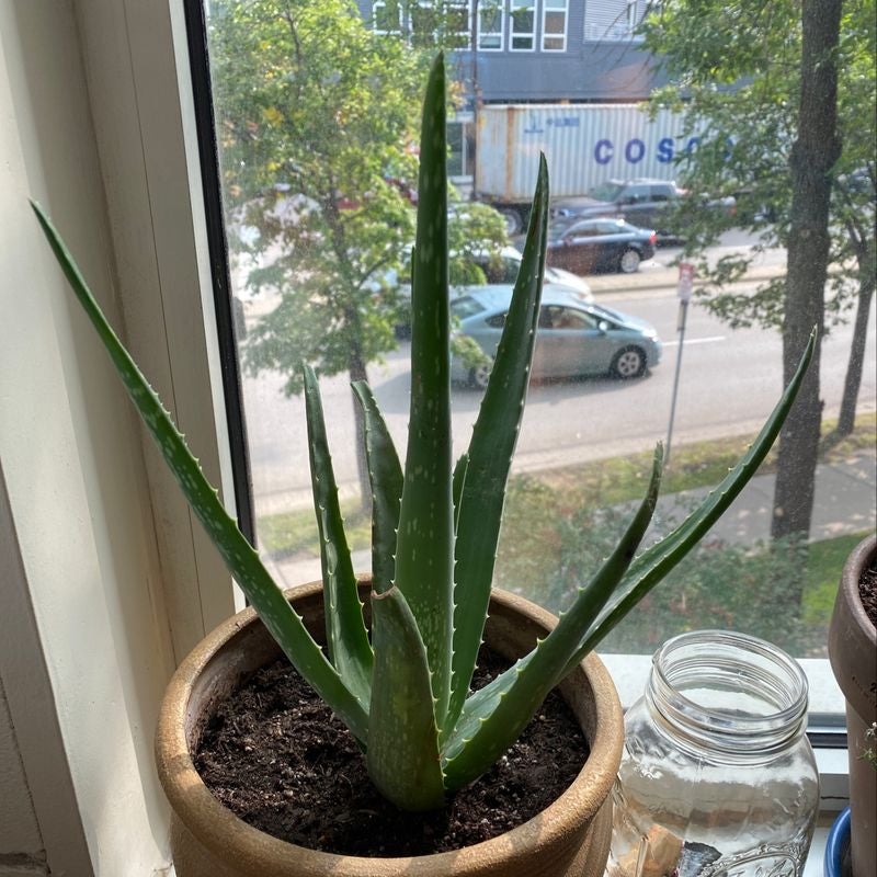 Healthy potted aloe vera plant with thick green serrated leaves, sitting on a windowsill with an urban view in the background.