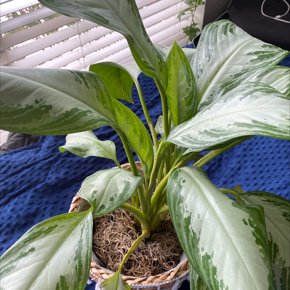 Chinese Evergreen plant photo by @laurenleigho named Ella on Greg, the plant care app.