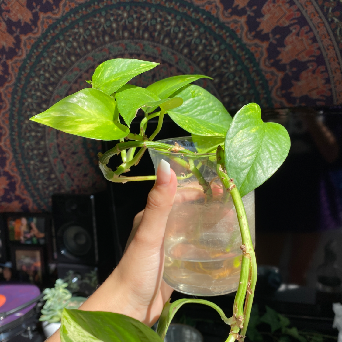 Taro Vine plant photo by @laurenleigho named Jade on Greg, the plant care app.